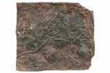 Silurian Fossil Crinoid (Scyphocrinites) Plate - Morocco #214251-1